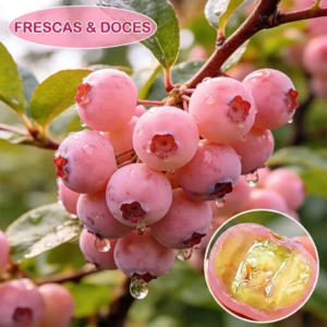 Sementes Premium de Mirtilo Rosa – Um Sabor Exclusivo e Delicioso! 😋 (Somente HOJE!)🔥